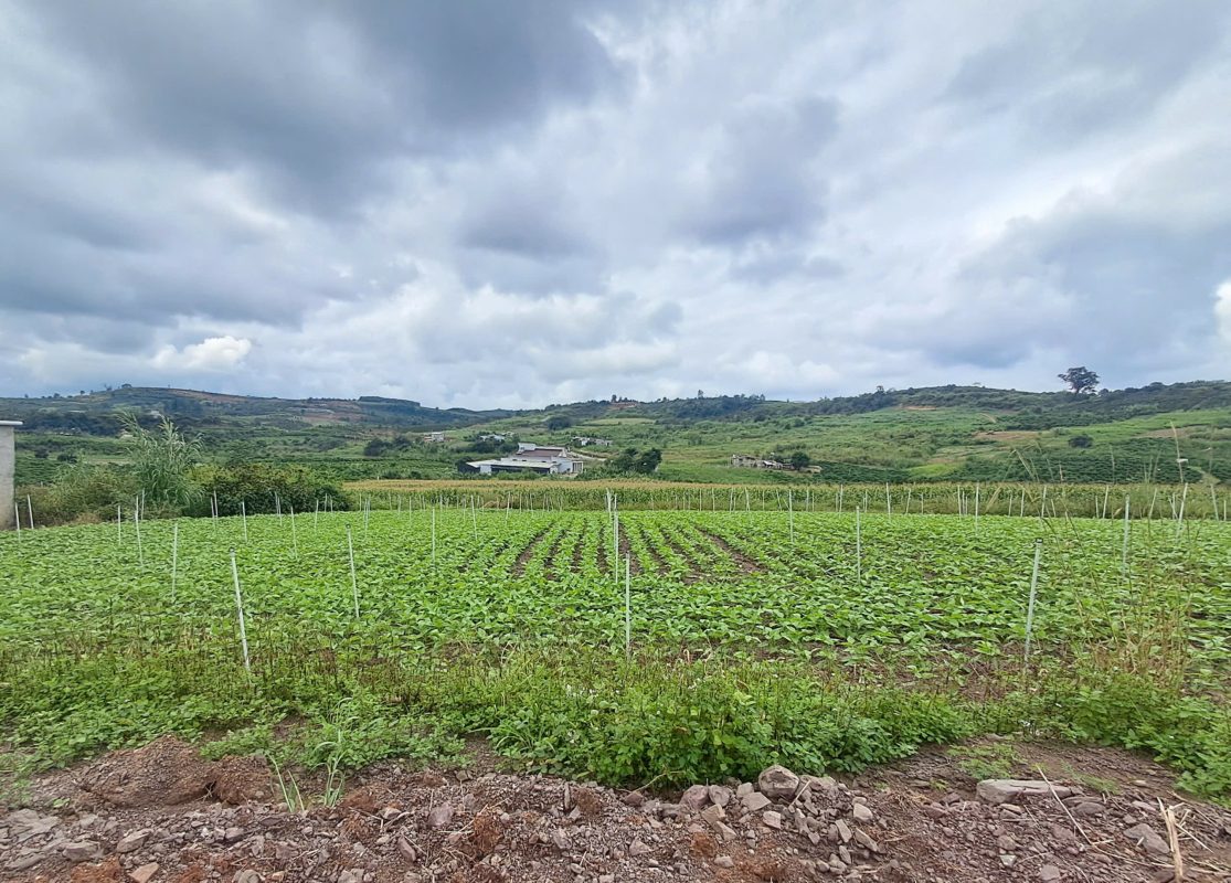 Đất view đồi Lâm Hà